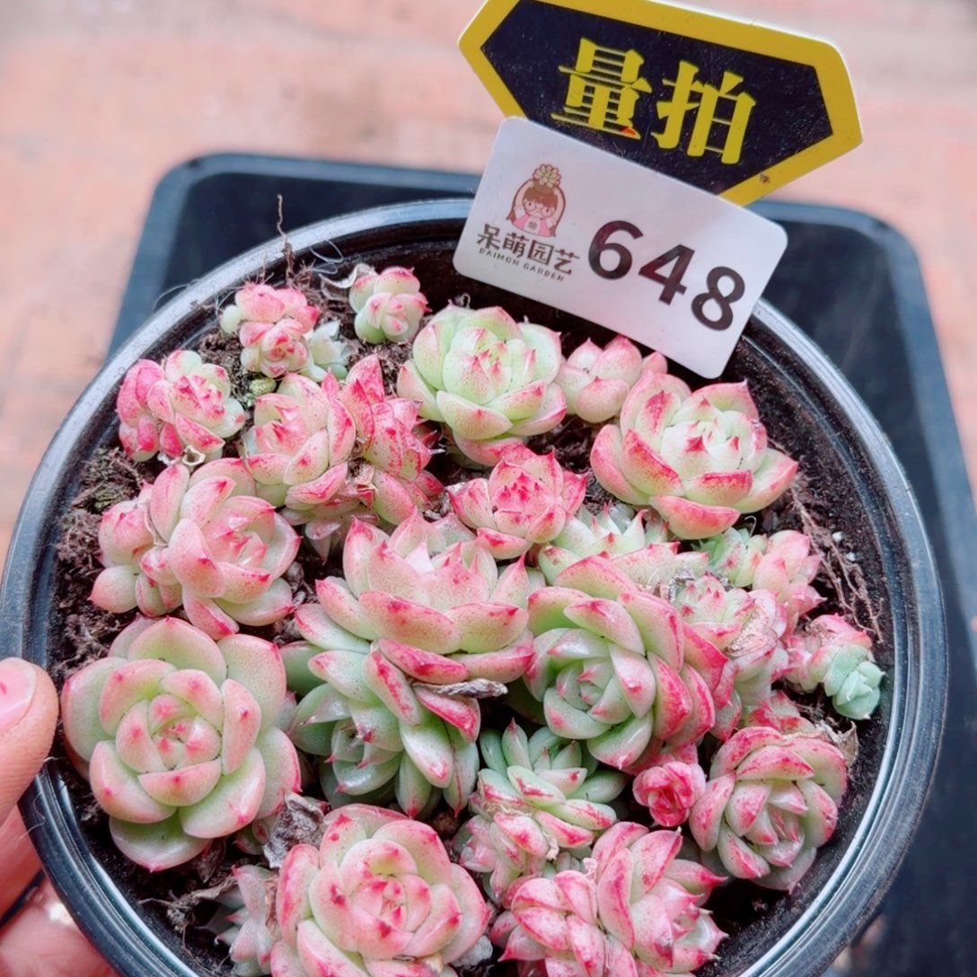 多肉植物多肉植物
