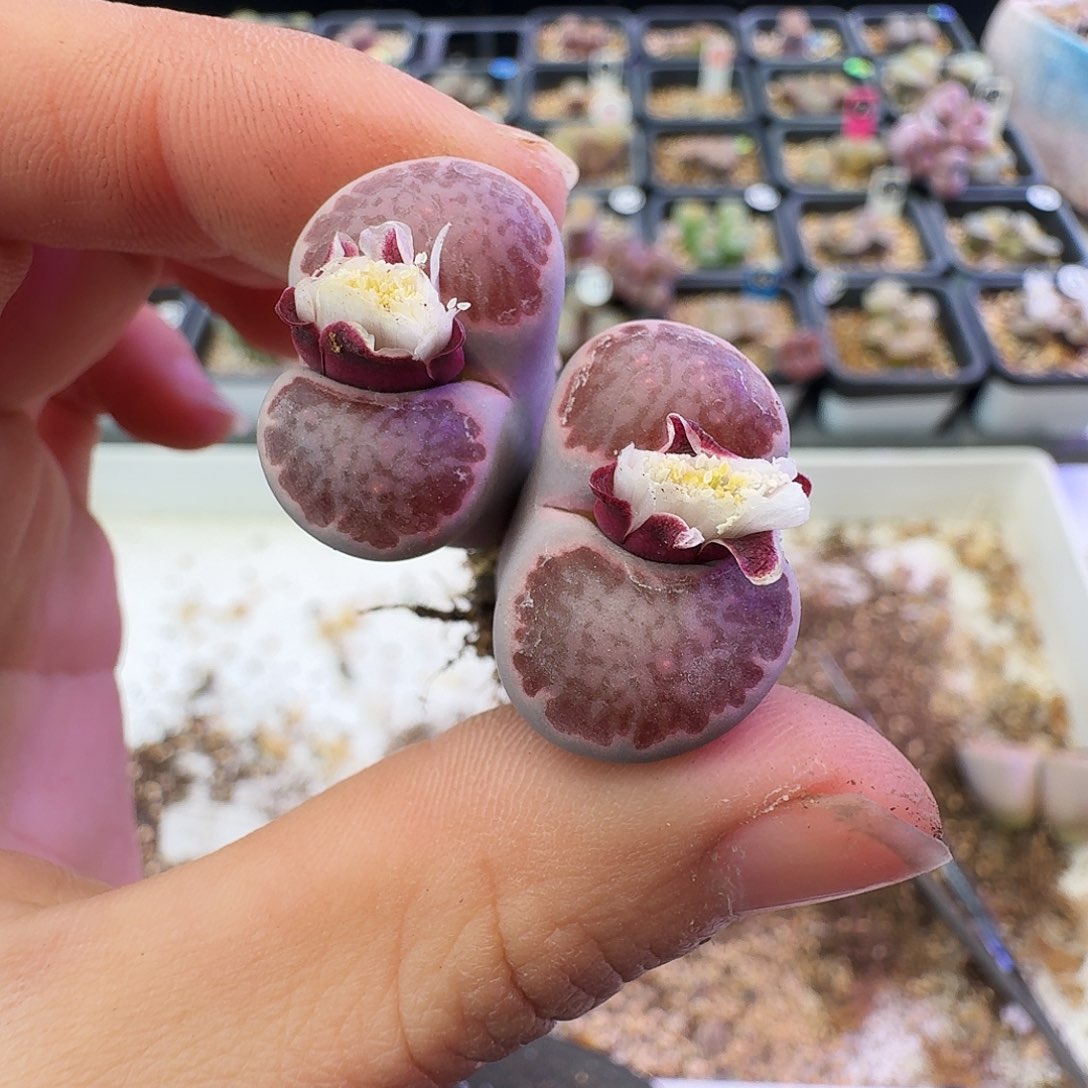 ****琴多肉植物福利风铃376