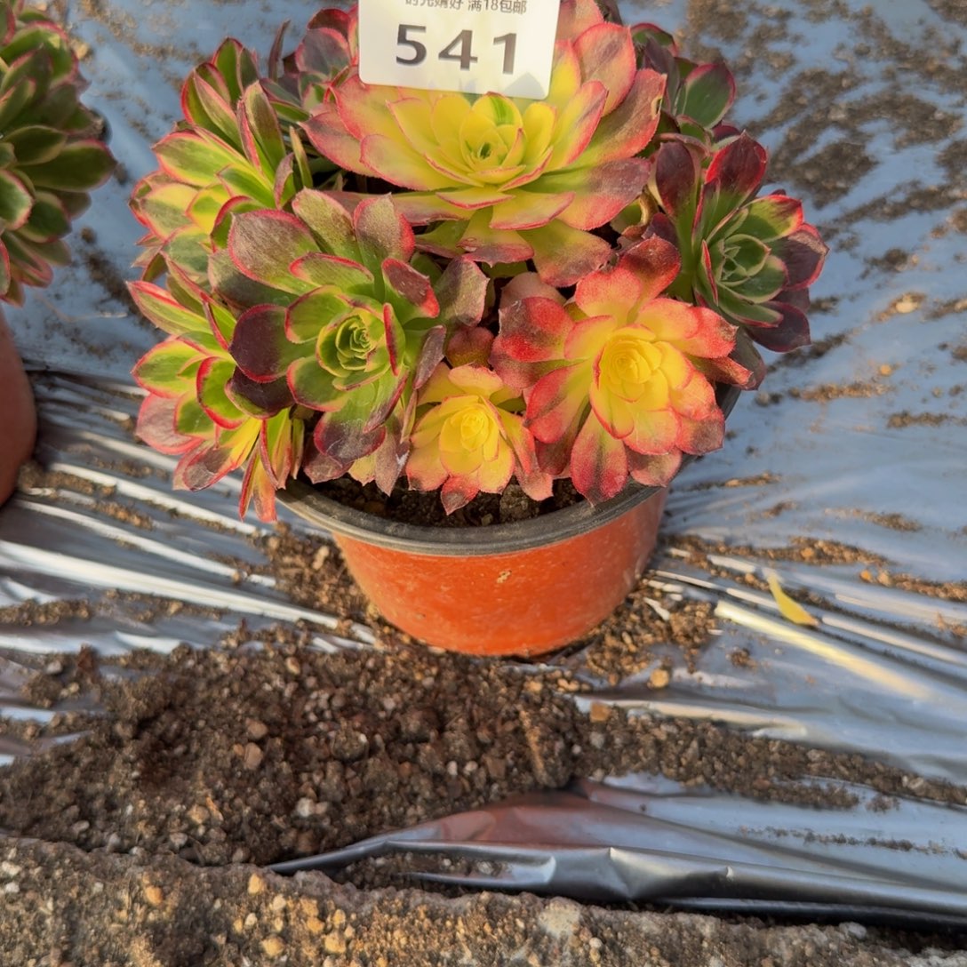 541红体。 多肉植物