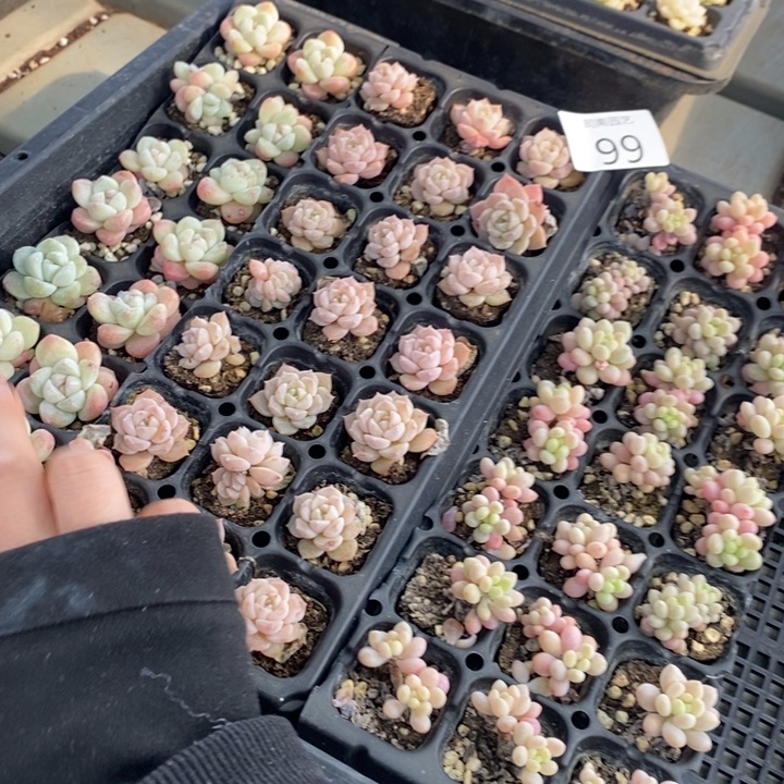 99 多肉植物盆栽花卉