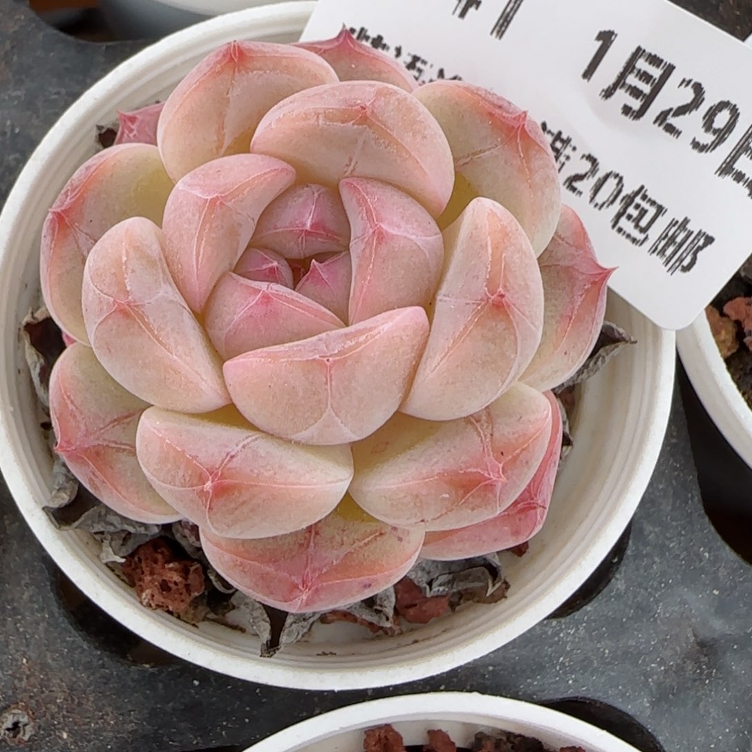 花语逸镜0129-341