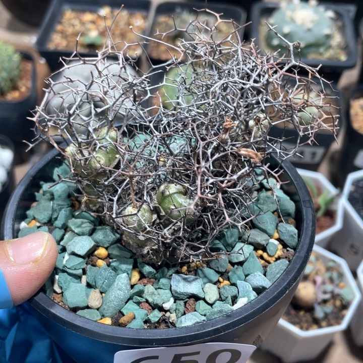 650原地钢丝球万物想