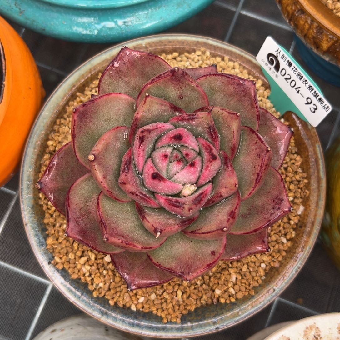 多肉一物一拍0204-93