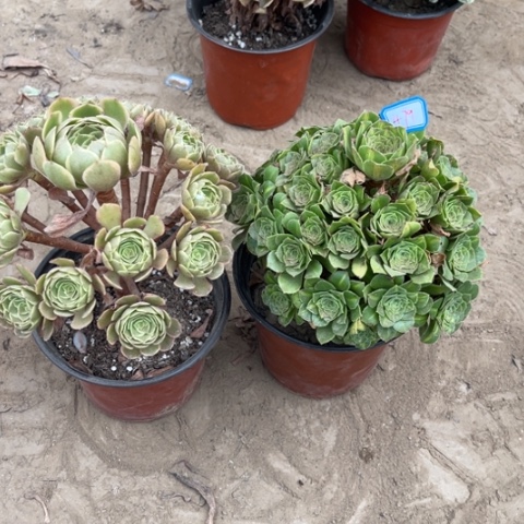479多肉植物组合，