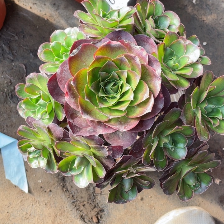 601魅金玫瑰多肉1，123455789