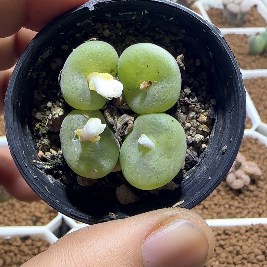 哈哈哈哈哈哈哈55520