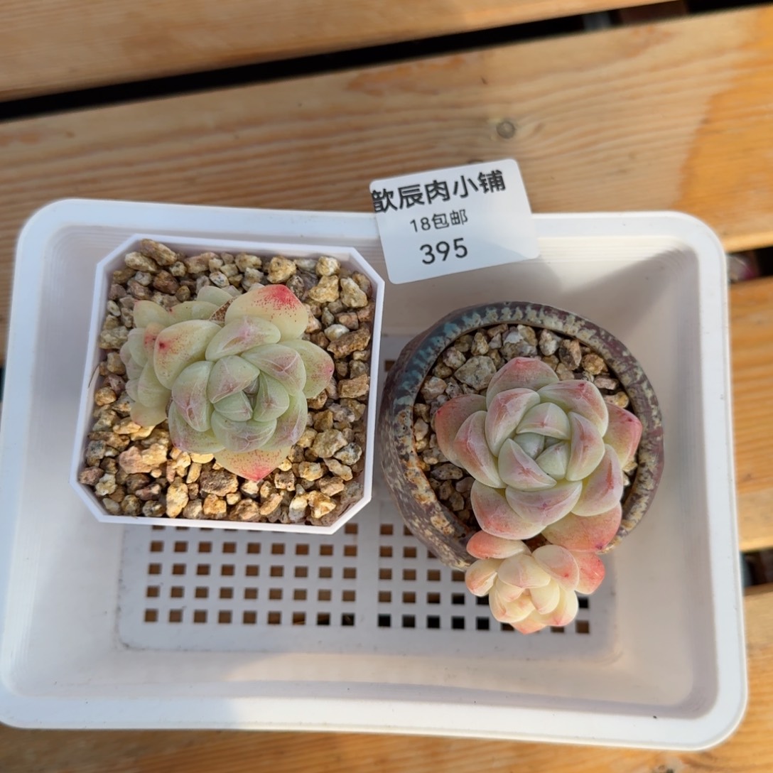 新年快乐冰玉特价两颗395