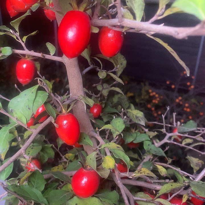 无花朵老鸦的眼睛