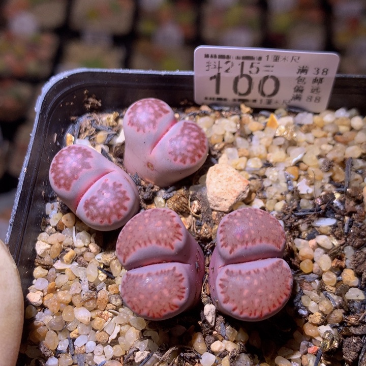 精品生石花215.100