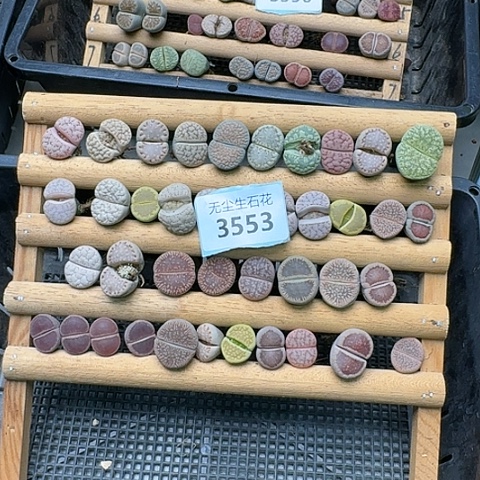 3553，清板子特价脱土发货