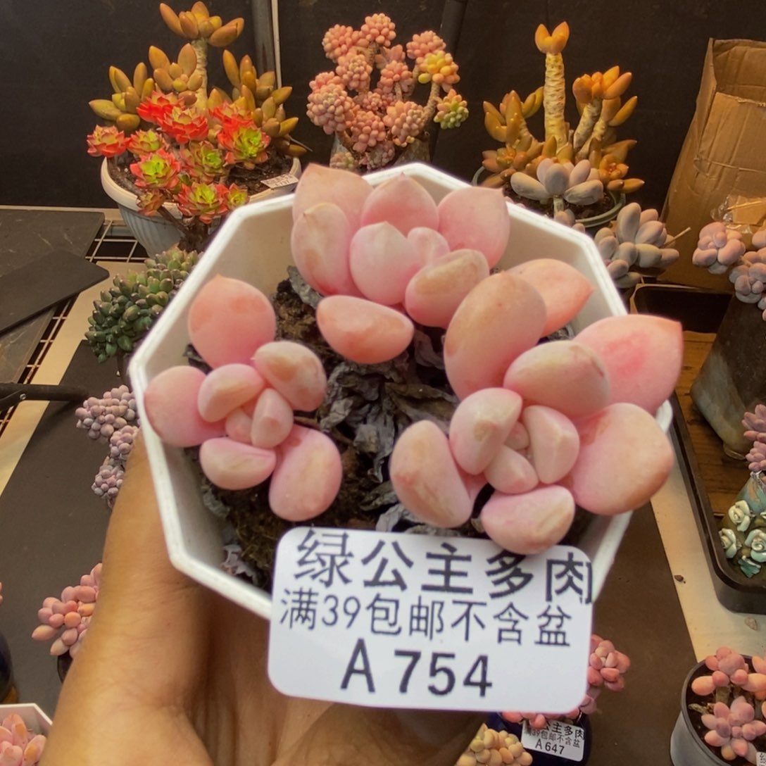 754粉桃花多肉6c m