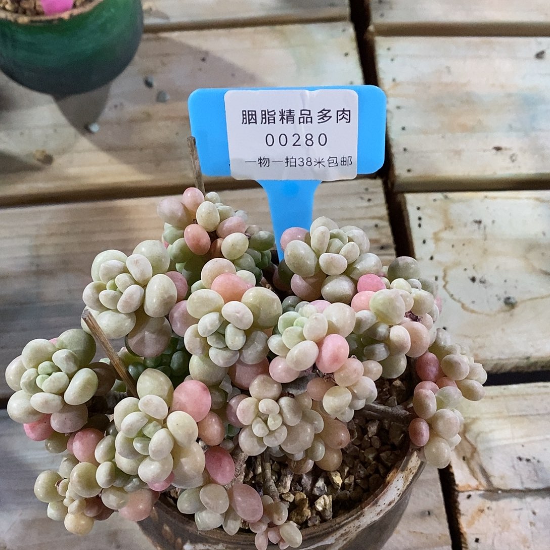 00280，奥体图嗯哦哦哦