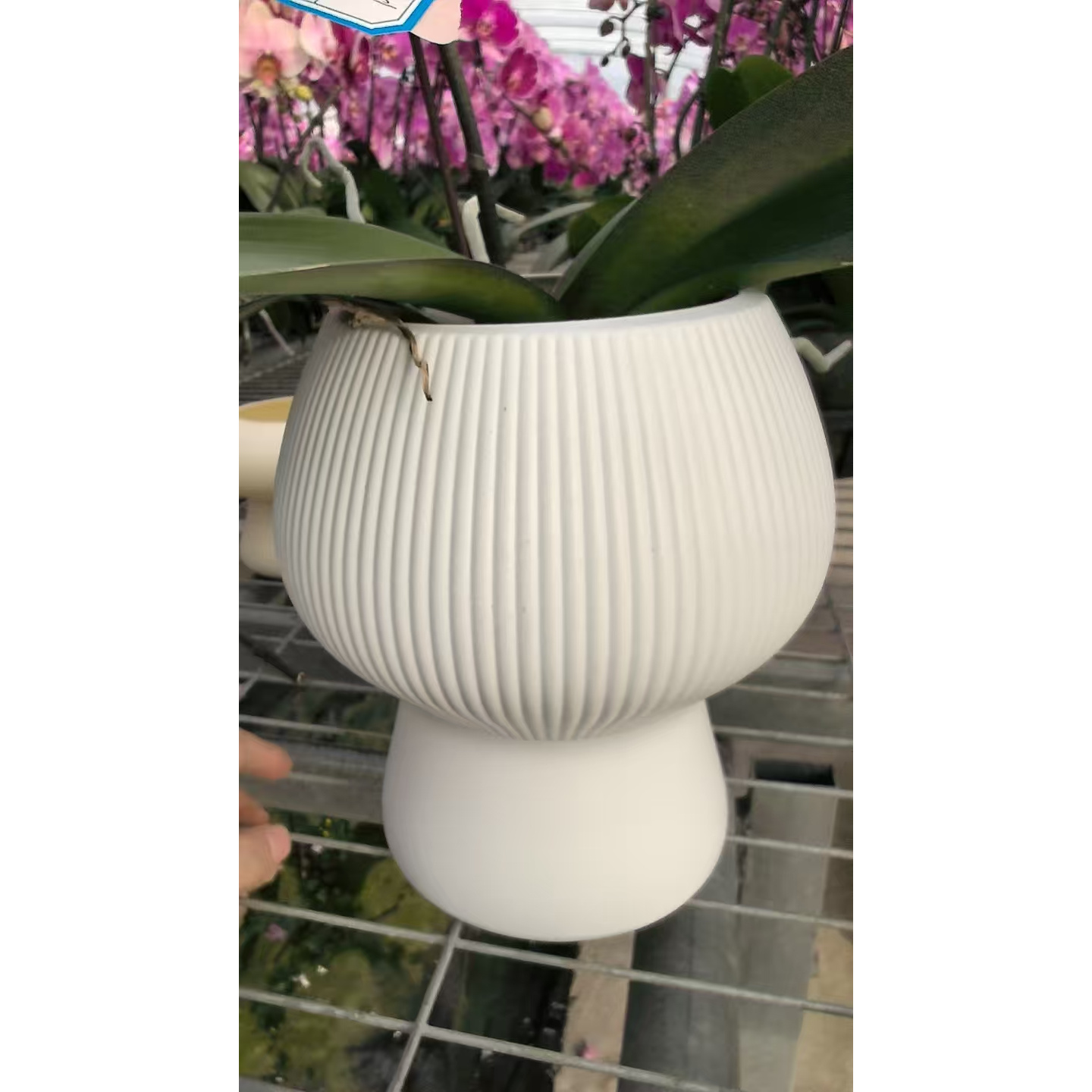 简约高款室内文心兰蝴蝶兰专用树脂花盆吊兰绿植适用