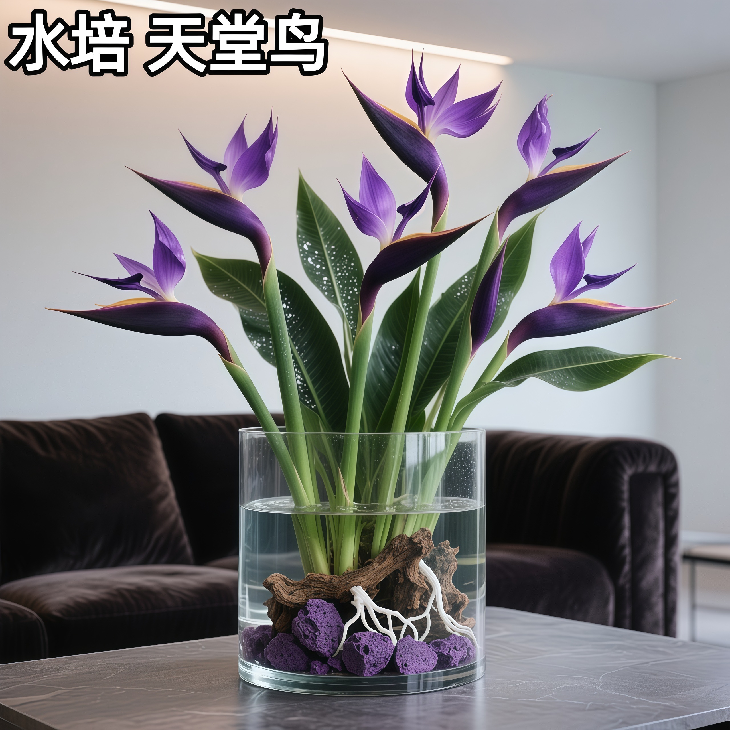 紫色【天堂鸟】花期长驱蚊花卉净化空气耐寒客厅好养护办公室内水培