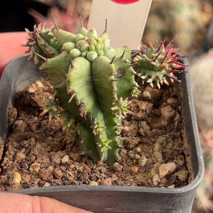 角尤白衣魁伟玉石化群一棵