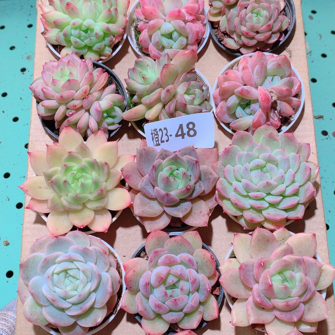 23-48一物一拍多肉带盆18颗