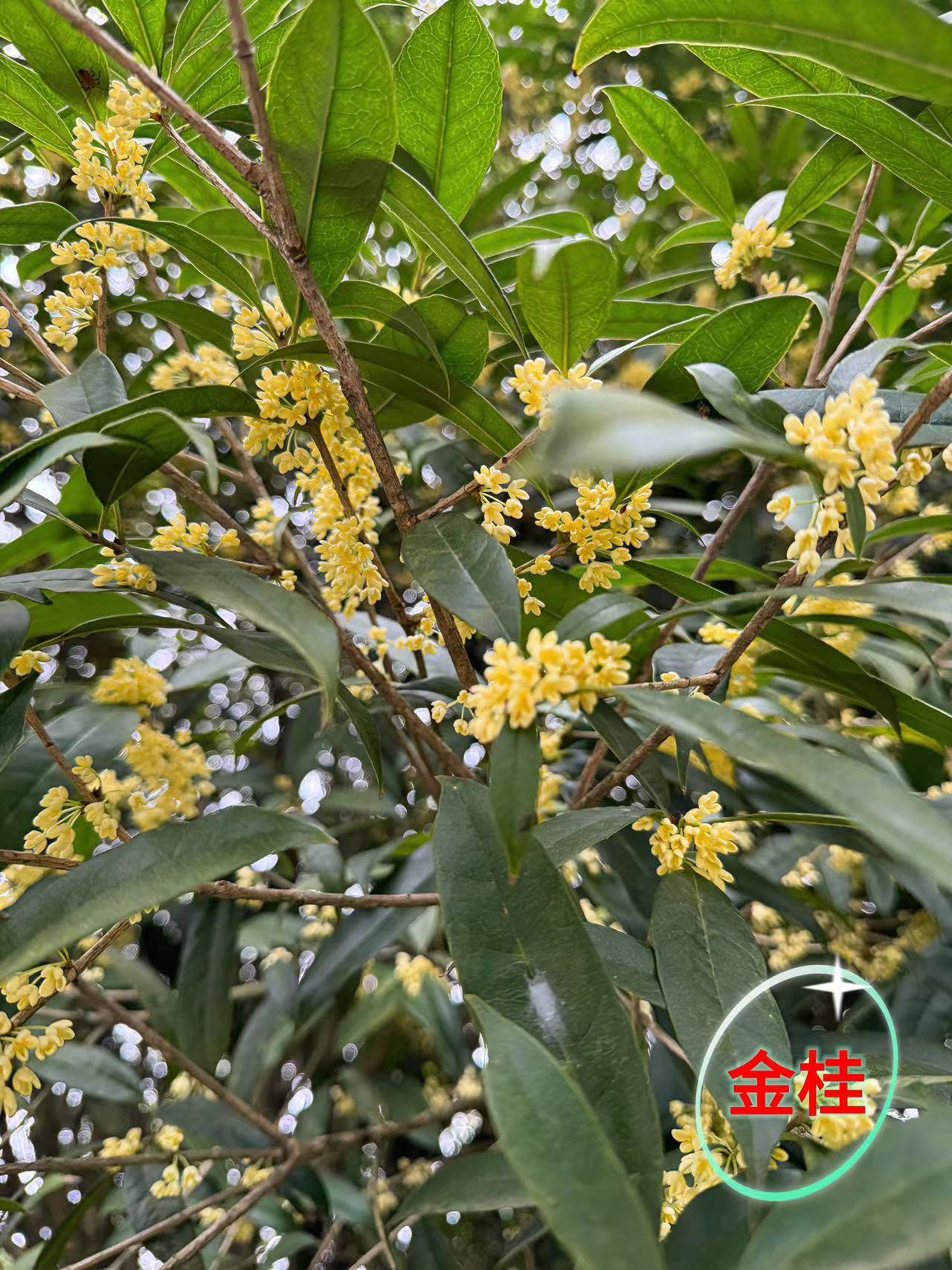 桂花树花香四溢四季常青，直播间链接一物一拍