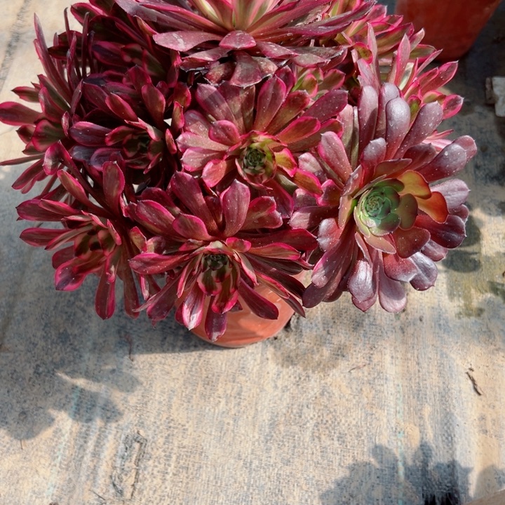 180红金刚多肉植物提取