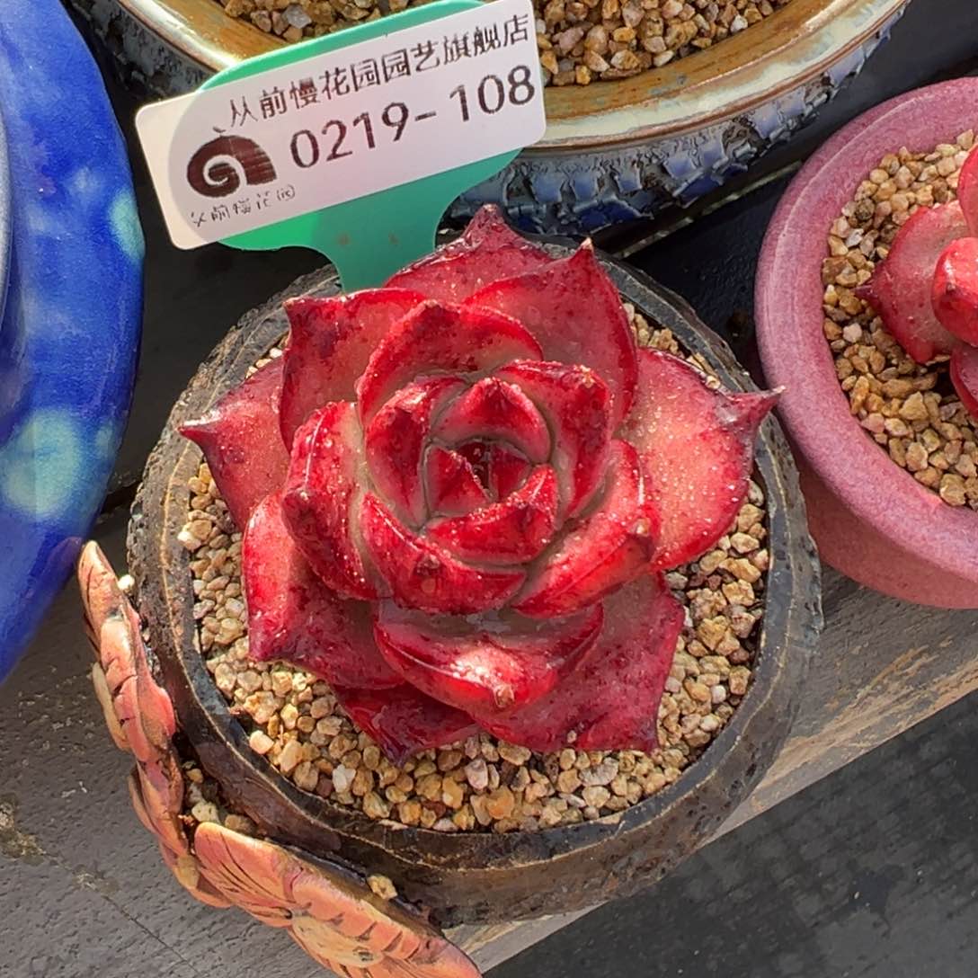 多肉一物一拍0219-108