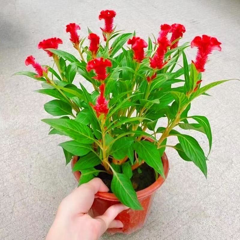 【基地促销】鸡冠花黄穗冠盆栽带花苞花期长四季开花好养阳台庭院