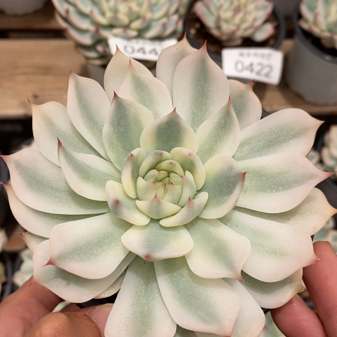 吉娃娃锦多肉植物0453