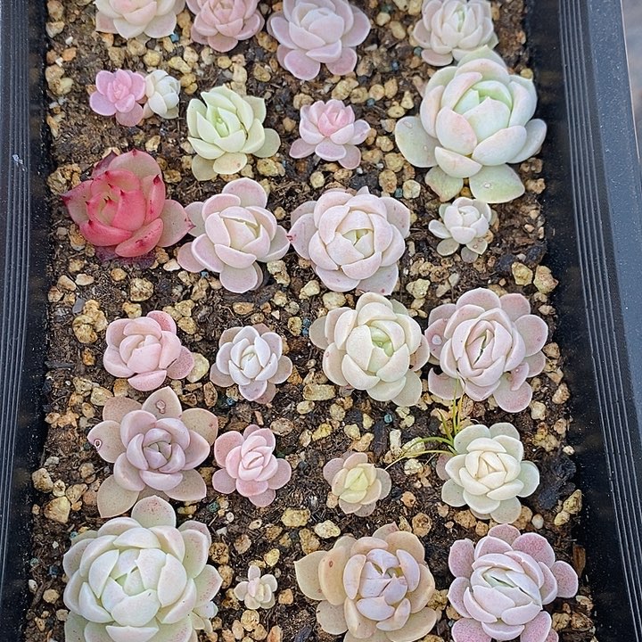 131 多肉植物盆栽花卉植物