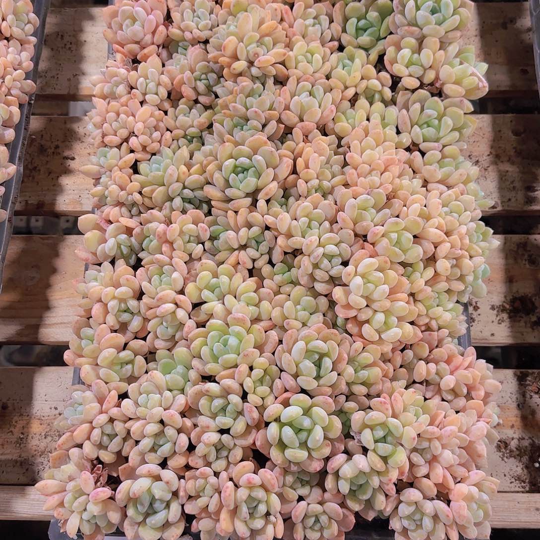 直播一物一拍多肉110