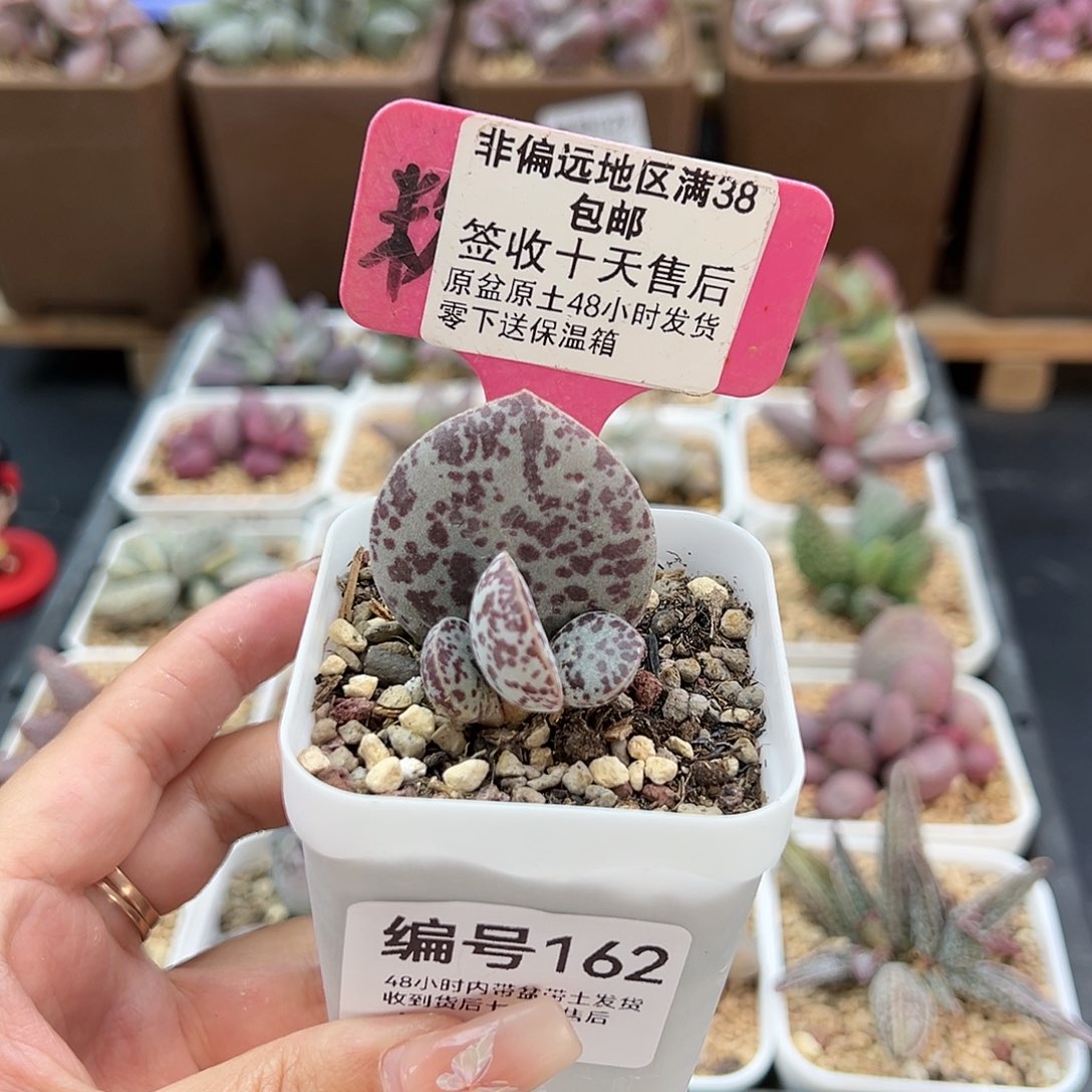 162巨型花蛋多肉植物