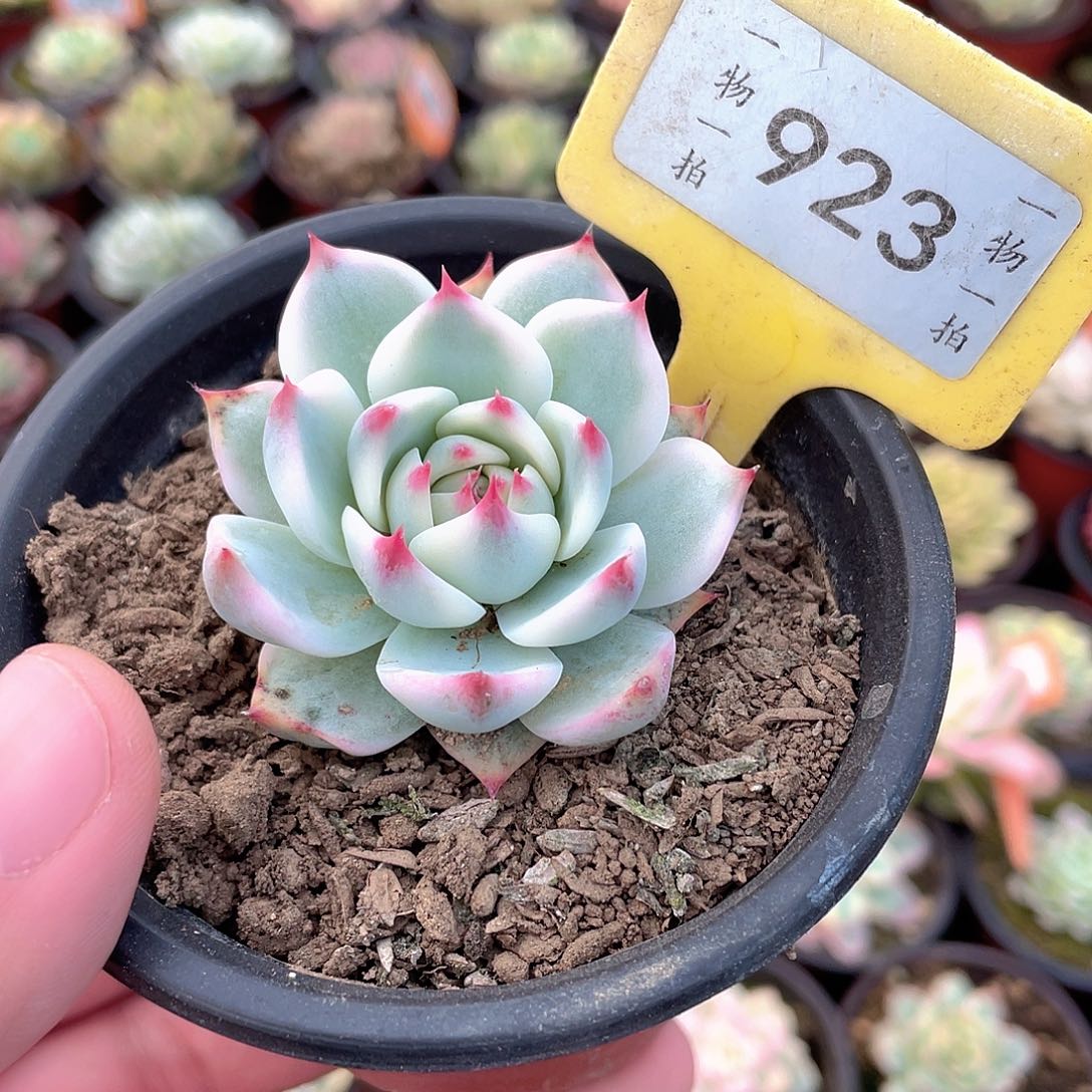 吉娃娃锦923号多肉