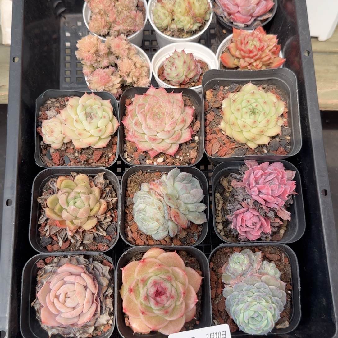 框拍框拍0210-158