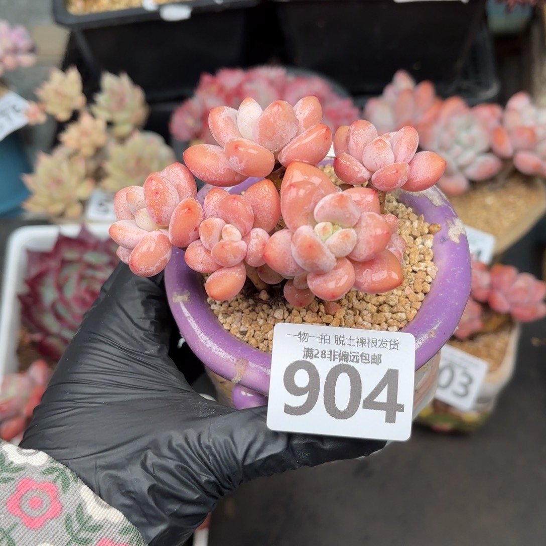 樱花洛神无盆土发货