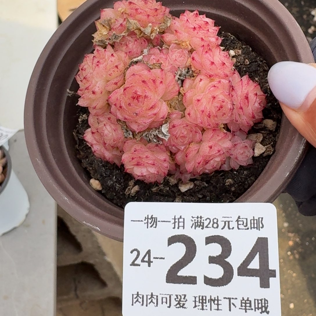 麦秆无盆土发货无盆土发货无