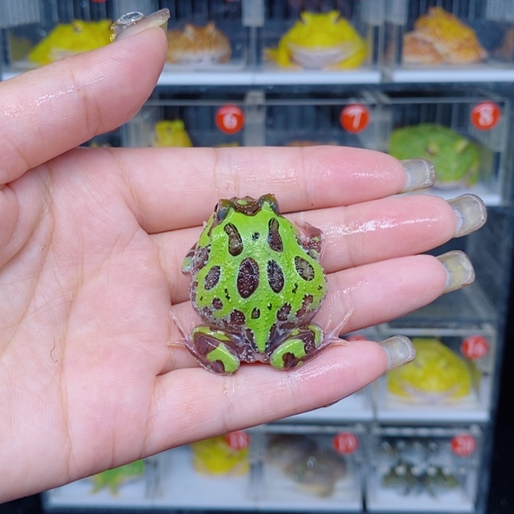 角蛙恭喜发财大吉大利