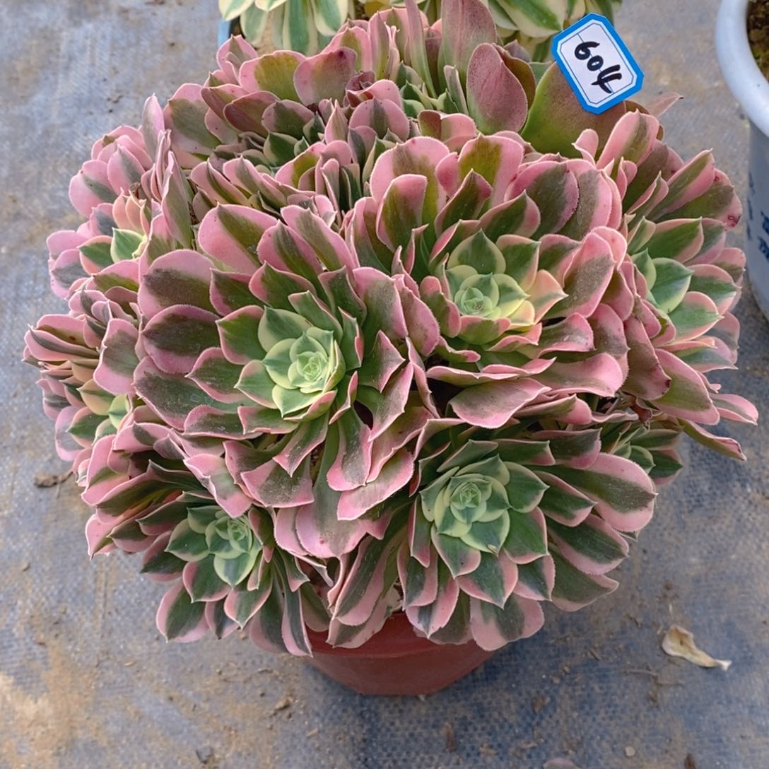 604白凤多肉法师