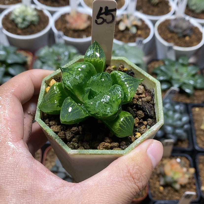 【闪购商品】55裹般若