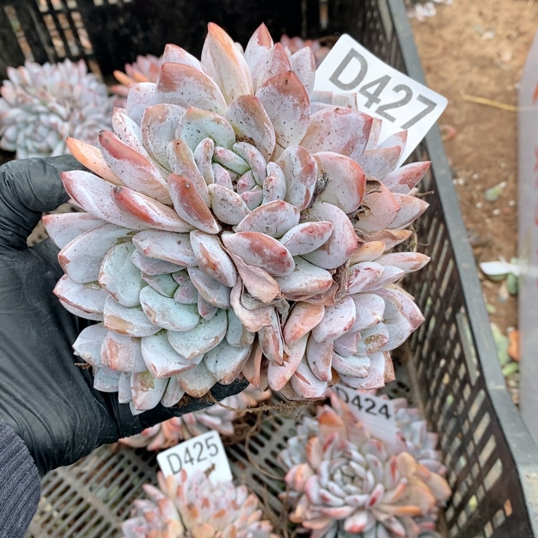 427 石榴籽5头呀呀呀奶