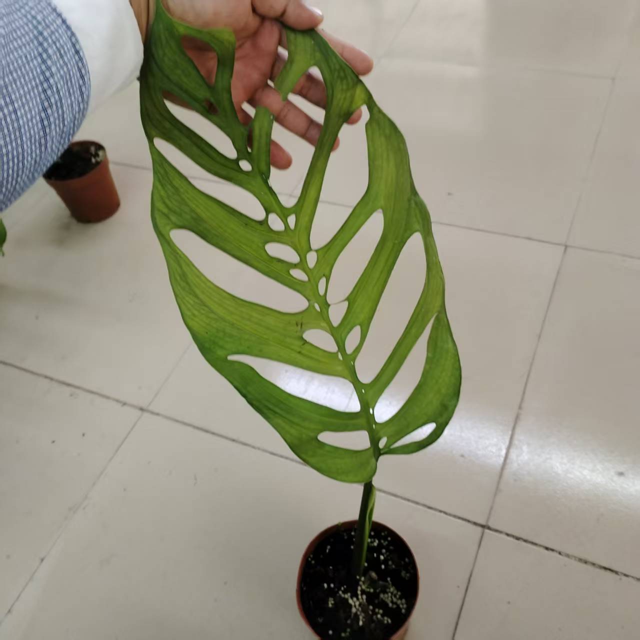 巨洞龟背竹巨洞龟背竹