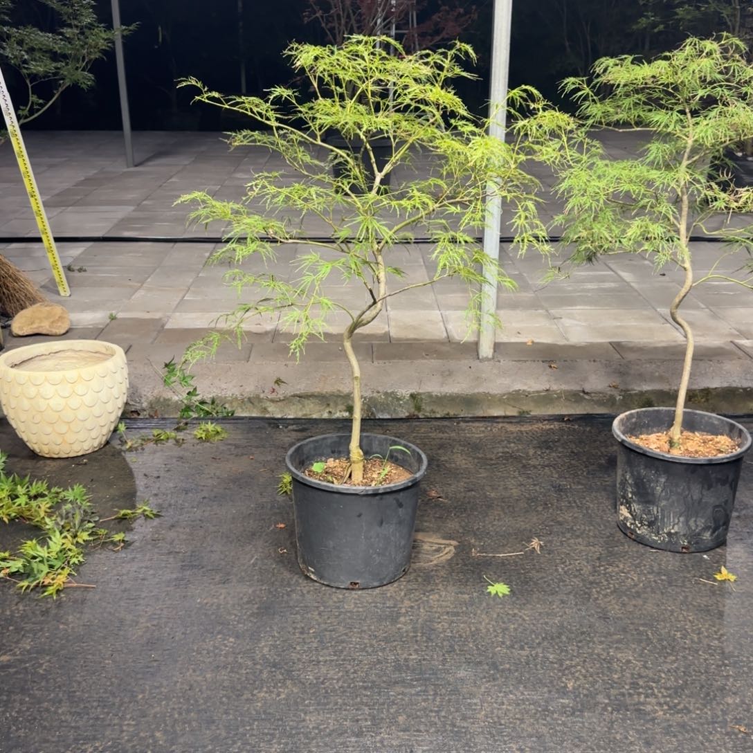 无花朵外山一物一拍专用一女
