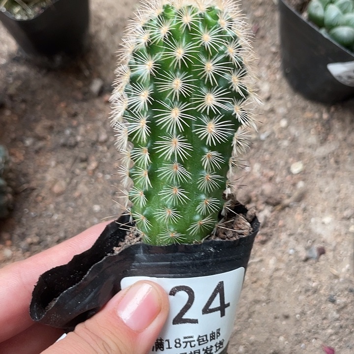 324仙人球开花植物