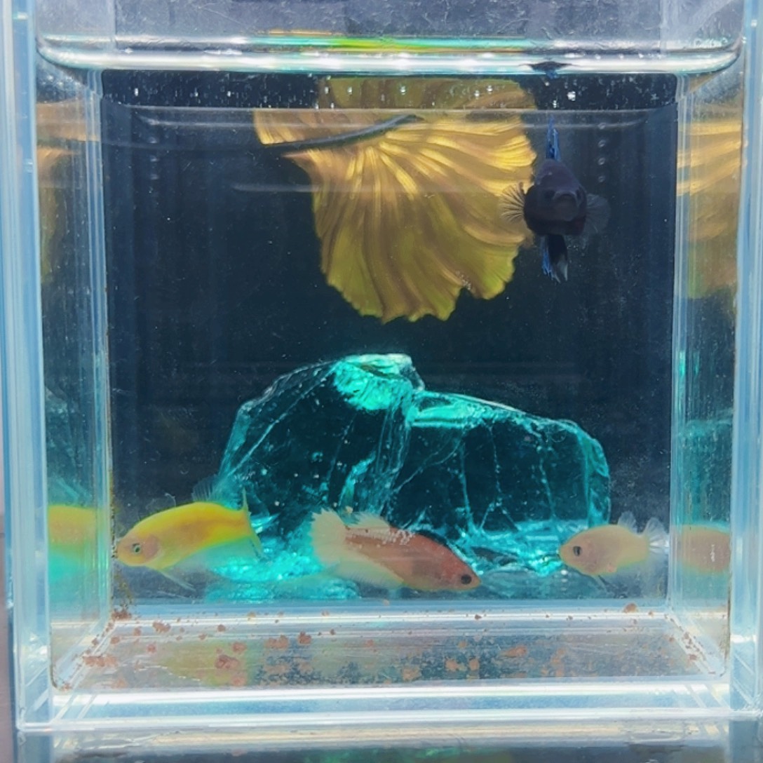 斗鱼活体观赏鱼好养耐活