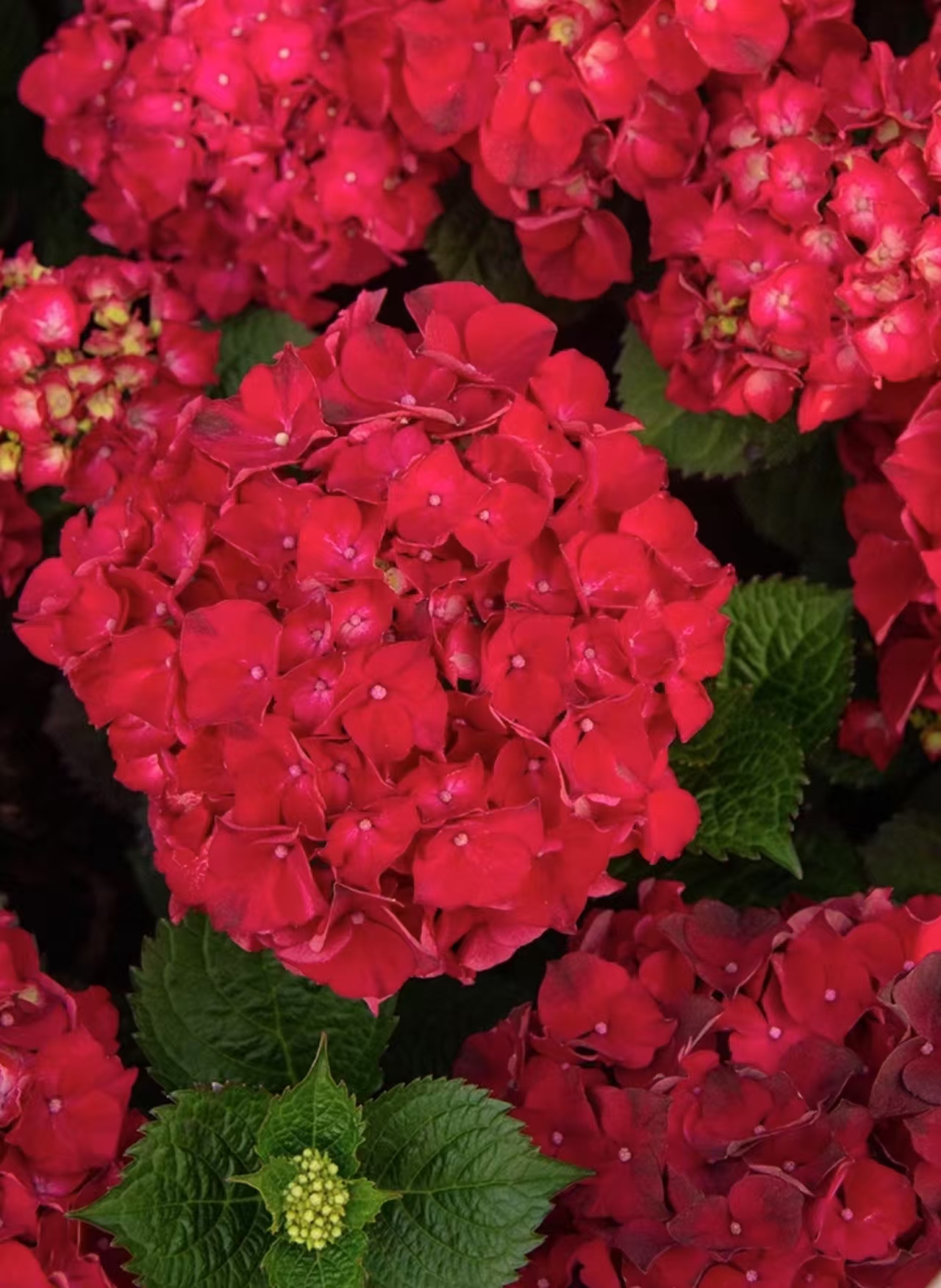 【魔幻红水晶】1.5加仑庭院阳台新手好养绿植 盆栽植物