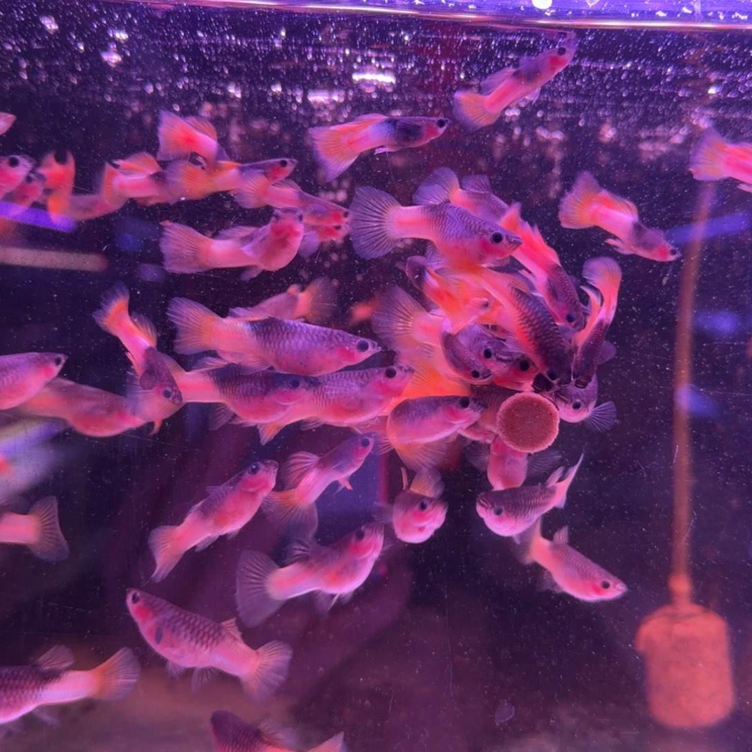 孔雀鱼粉红礼服玻璃猫3对(3条送3条备损)