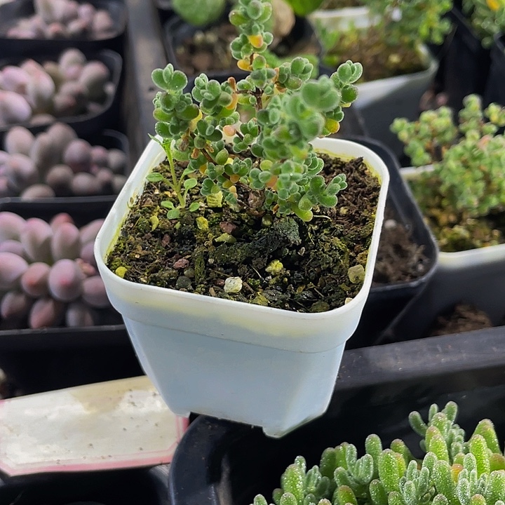 赖斯枝干带盆土发货