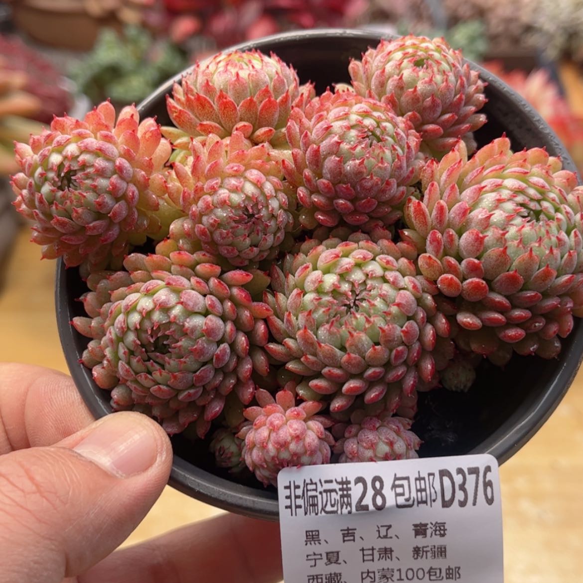 【闪购商品】376小红船