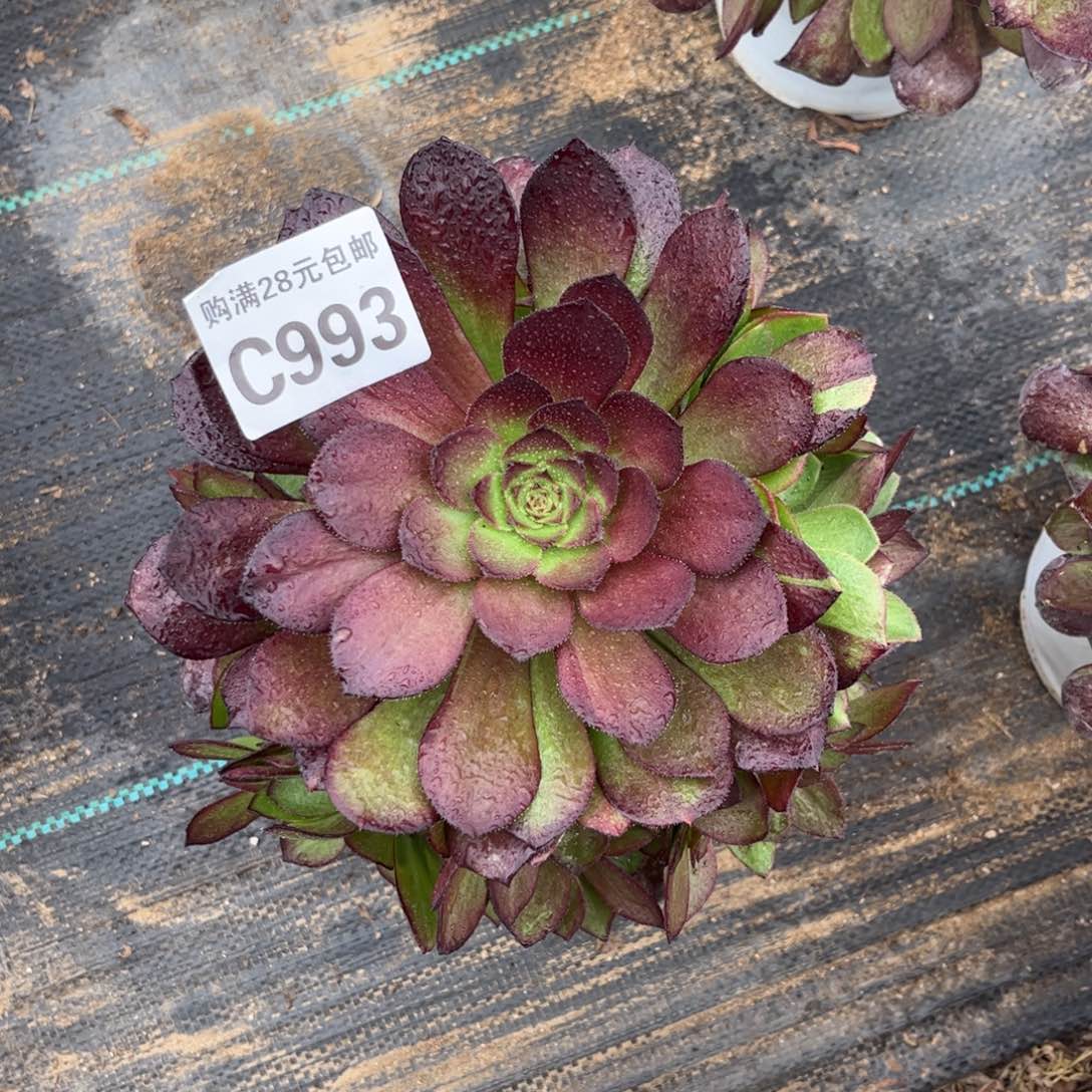 魔****纲993多肉植物黑寡妇