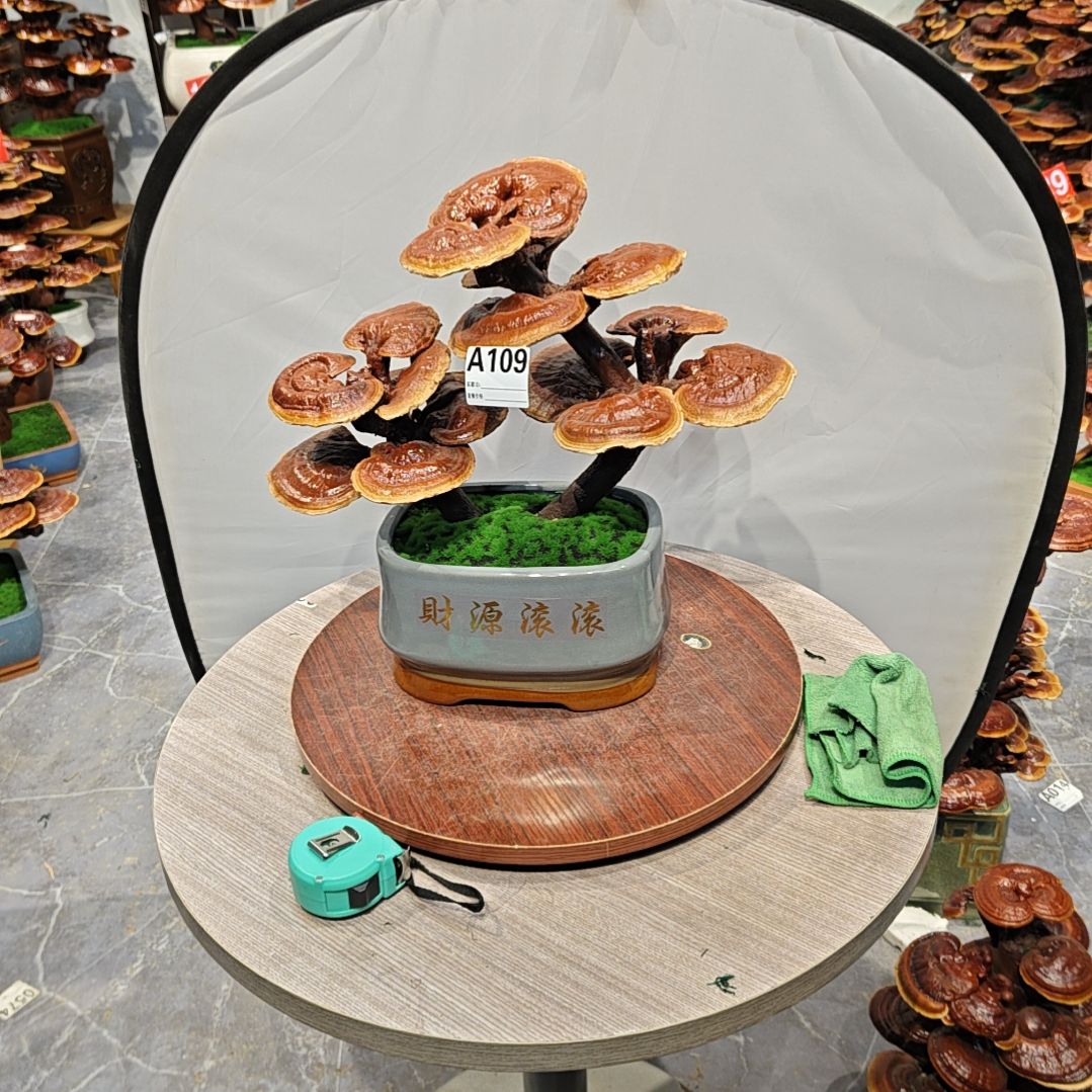 灵芝盆景高端大气上档次