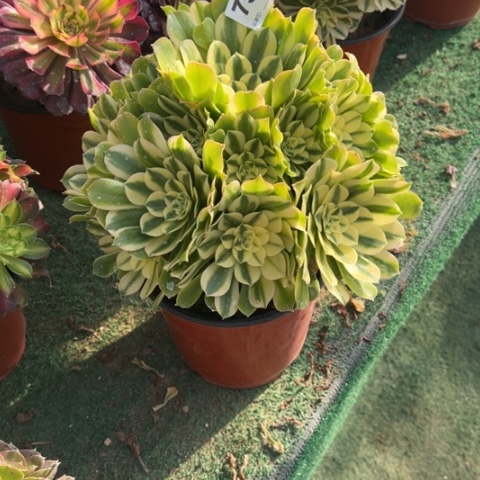 默****）756辛尼亚手捧多肉，