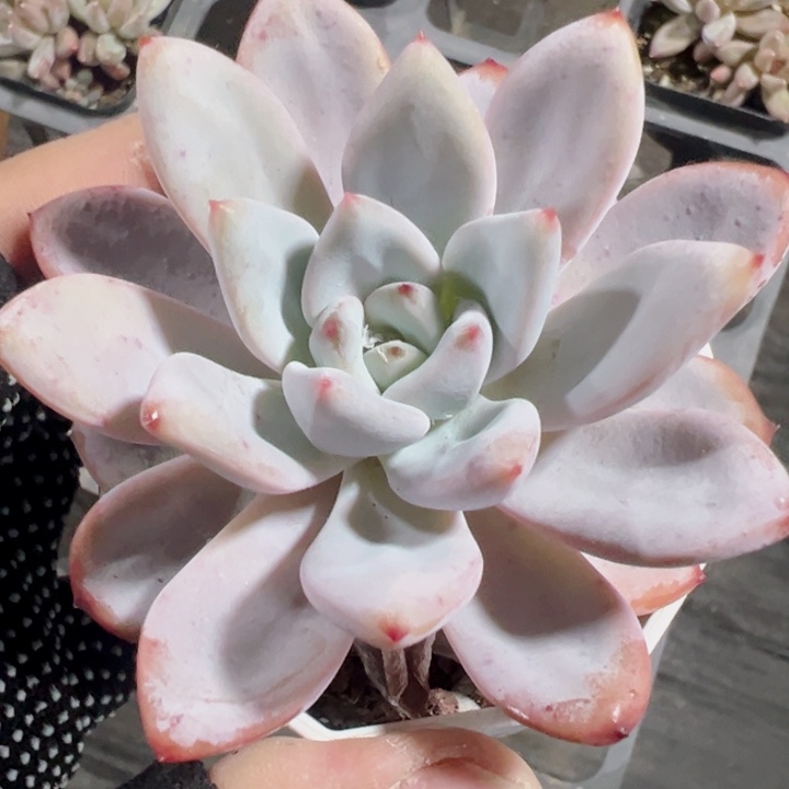 玉芙蓉精品多肉植物