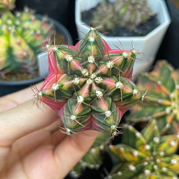 精品七棱米哈 一物一拍 脱土发货
