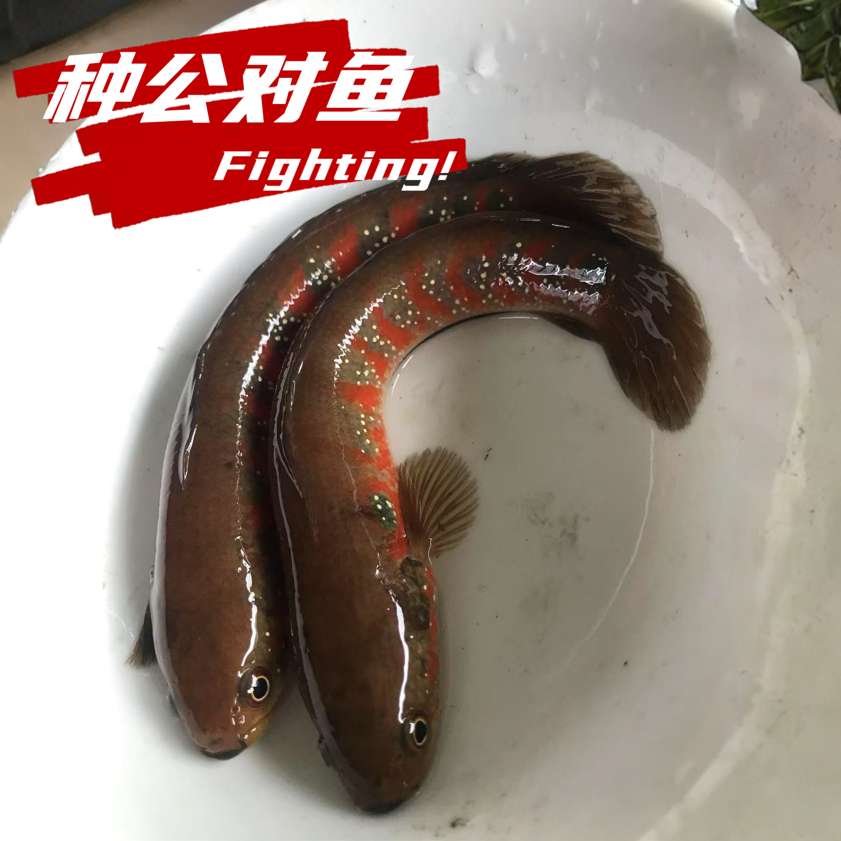 红月七星鱼雷龙观赏鱼国产冷水淡水鱼无需打氧好养耐活